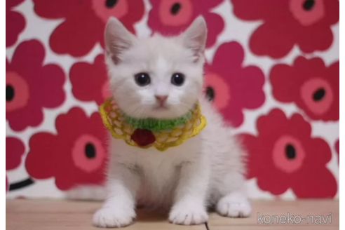 成約済の東京都のマンチカン-100753